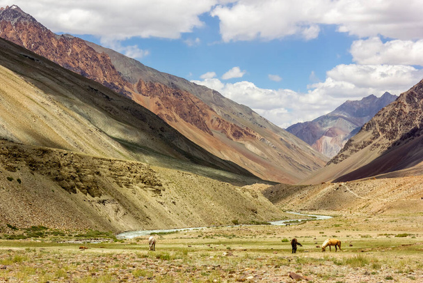 Horses grazing on green meadows of the wide open landscapes around the Himalayan village of Kargyak in Zanskar.